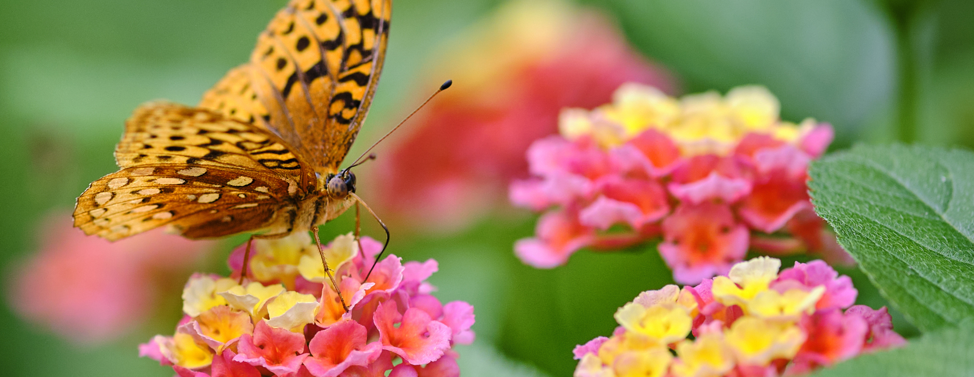 Butterfly Fest 2026